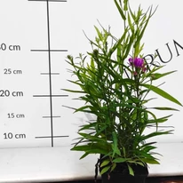 Aster dumosus MIX - Törpe őszirózsa Színkeverék