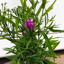 Aster dumosus MIX - Törpe őszirózsa Színkeverék