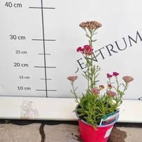 Achillea millefolium - Cseresznyepiros cickafark