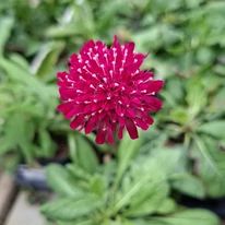 Varfű különleges virága kertészeti webáruházunk telephelyén szeptemberben.