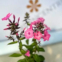 Phlox paniculata Sweet Summer Dream K2 - Rózsaszín bugás lángvirág