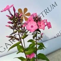 Phlox paniculata Sweet Summer Dream K2 - Rózsaszín bugás lángvirág