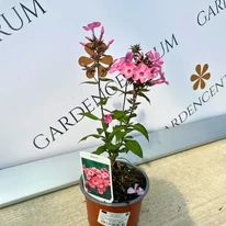 Phlox paniculata Sweet Summer Dream K2 - Rózsaszín bugás lángvirág