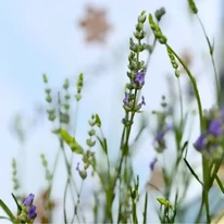 Lavandula x intermedia Provance virága közelről szeptemberben.