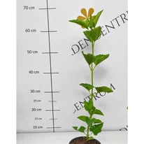 Helianthus sp - Évelő napraforgó