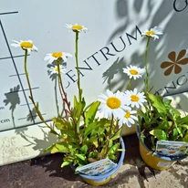Leucanthemum x superbum CS14 - Margaréta