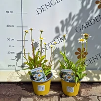 Leucanthemum x superbum CS14 - Margaréta