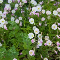 Az Oenothera speciosa virágzása.