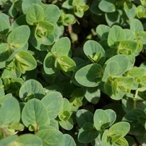 Origanum Amethyst Falls díszoregánó levelei közelről.