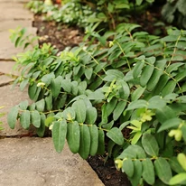 A Hypericum calycinum hajtásai indázva legyökeresednek.