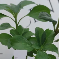 Pachysandra terminalis Green Carpet CS9 - Japán kövérke