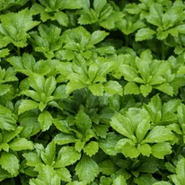 Pachysandra terminalis Green Carpet CS9 - Japán kövérke