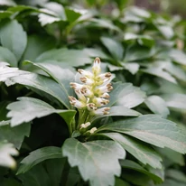 Pachysandra terminalis Green Carpet CS9 - Japán kövérke