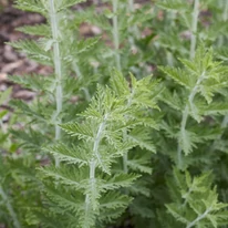 Perovskia atriplicifolia CS14 - Sudárzsálya