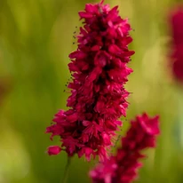 A Persicaria affinis Darjeeling Red álfüzérekbe tömörűlő piros virágai.