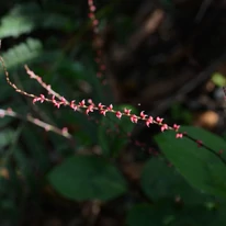 Persicaria filiformis hosszú, légies virágszára.