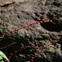 Apró, piros virágokból áll a Persicaria filiformis keserűfű virágzata.
