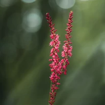 Persicaria filiformis virágzatai közelről.