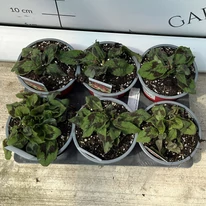 Persicaria filiformis keserűfű évelőink áprilisi kinézete kertészetünkben.