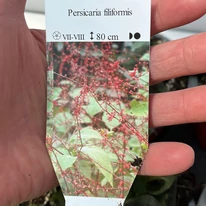 Persicaria filiformis évelő címkéje, virágzatának bemutatása.