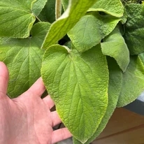 Phlomis russeliana levele.
