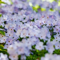 Valóságos virágszőnyeg alkotható a Phlox stolonifera Blue Ridge évelővel.