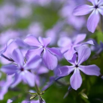 A Phlox divaricata Clouds of Perfume halványkék virágainak kinézete.