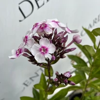 Phlox paniculata Europa - Bugás lángvirág