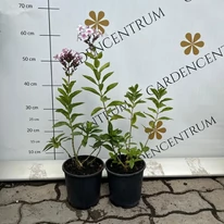 Phlox paniculata Europa - Bugás lángvirág
