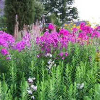 Rózsaszín virágú Phlox paniculata évelők egy vegyes kiültetésben.