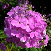 Phlox paniculata bugás lángvirág virágzatának kinézete.