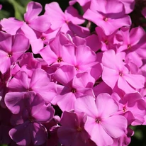 Phlox paniculata rózsaszín virágai közelről.