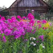 Rózsaszín Phlox paniculata évelők természetes hangulatú kiültetésben.