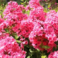 Phlox paniculata Sweet Summer Dream K2 - Rózsaszín bugás lángvirág