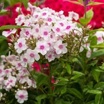 Phlox paniculata Europa - Bugás lángvirág