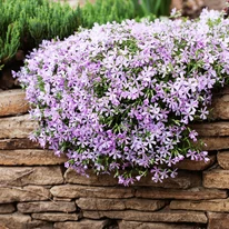 Phlox subulata CS9 - Fehér lángvirág