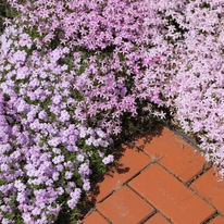Phlox subulata Coral eye CS9 - Árlevelű lángvirág