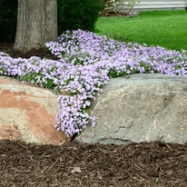Phlox subulata Coral eye CS9 - Árlevelű lángvirág