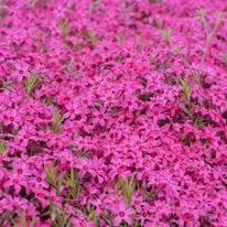 Phlox CS9 - Rózsaszín terülő lángvirág