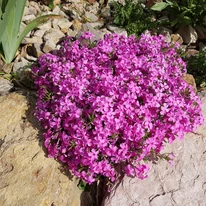 Phlox CS9 - Rózsaszín terülő lángvirág