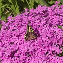 Méhcsalogató Phlox virágok.