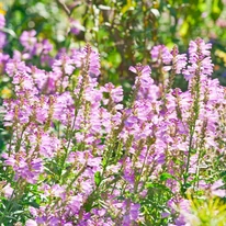 Tömegesen nyílnak a Chrystal Peak Rose füzérajak virágok.