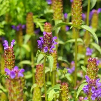 Prunella vulgaris levelei és virágai közelről.