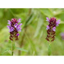 Prunella vulgaris virágfejek közeli képe.