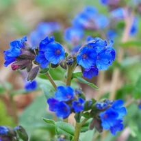 A Pulmonaria Blue Ensign égszínkék virágzata.