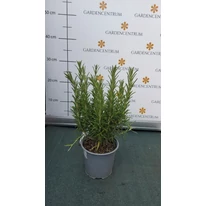 Rosmarinus officinalis - Rozmaring