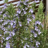 Rosmarinus officinalis - Rozmaring