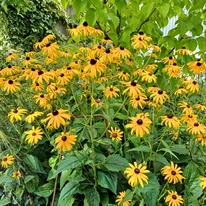 Rudbeckia fulgida teljes virágzásban augusztusban.