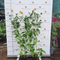 Rudbeckia fulgida - Pompás kúpvirág