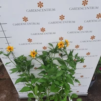 Rudbeckia fulgida - Pompás kúpvirág